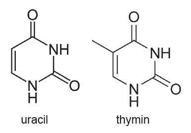 Obr. 1. Strukturní vzorce uracilu (vlevo) a thyminu (vpravo)