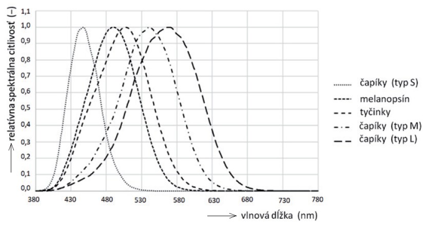 Obr. 1. Relatívna spektrálna citlivosť fotoreceptorov v ľudskom oku podľa [1]