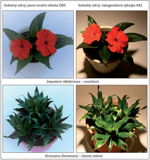 Obr. 3. Rostliny v rozptýleném a přímém světle