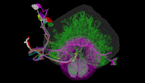 Mapování mozku