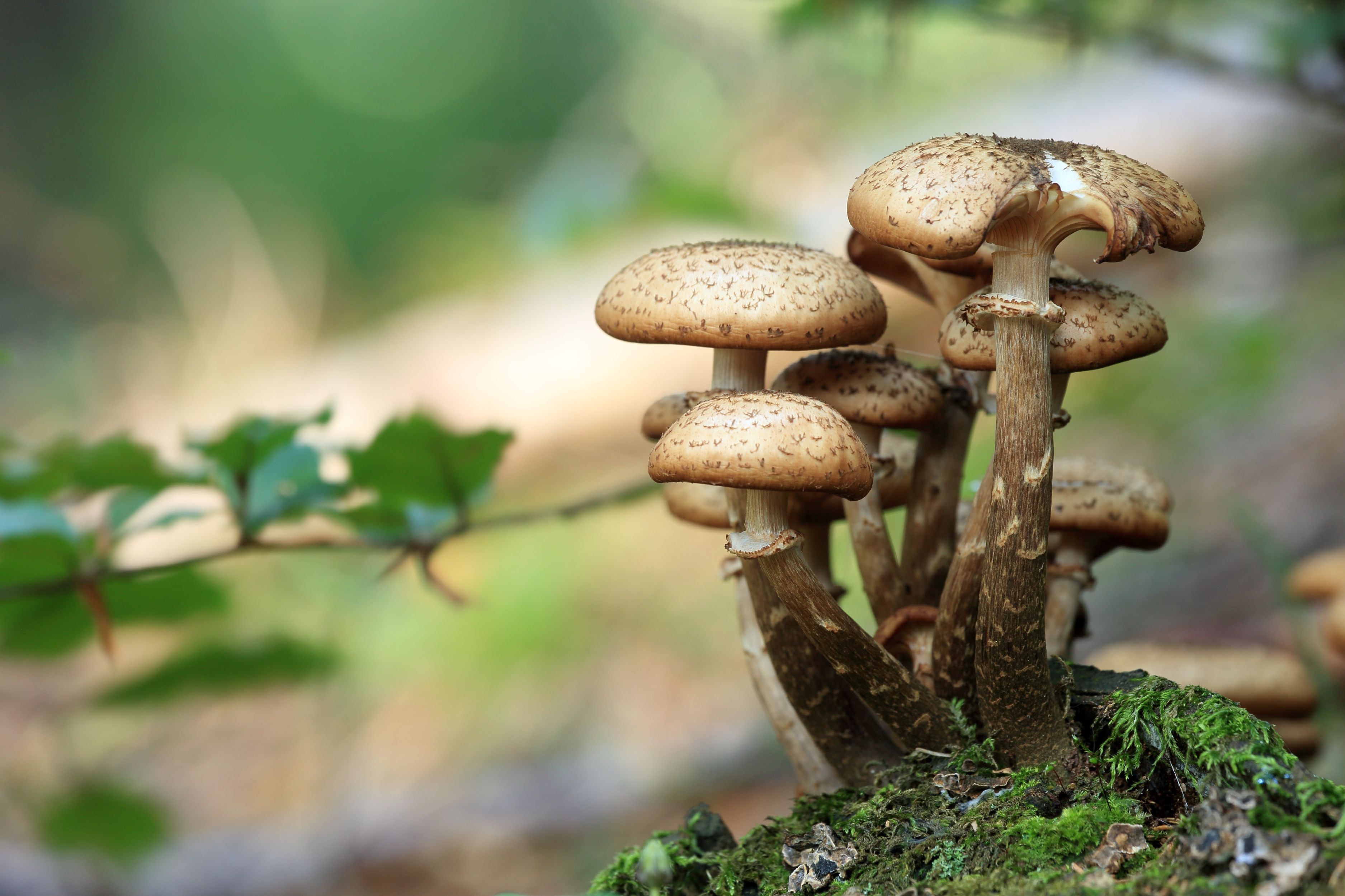 Leather materials made from fungi