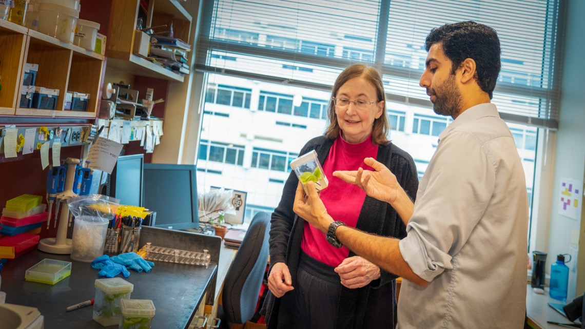 Improving photosynthesis