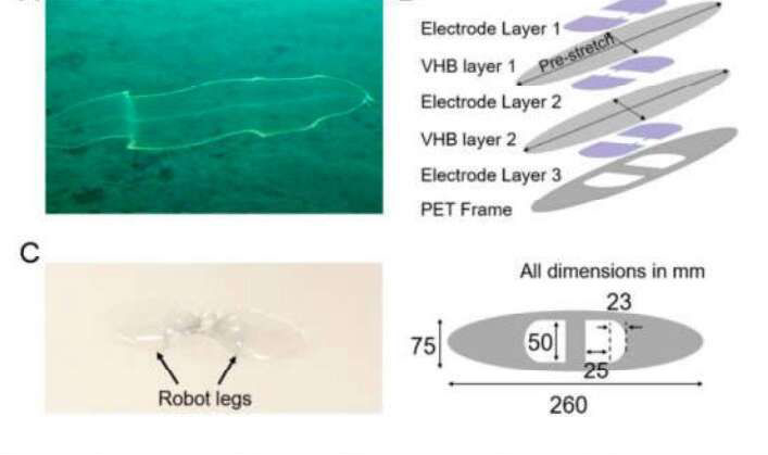 Transparent robots