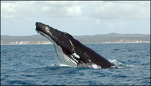 Humpback whales making wind turbines more effective