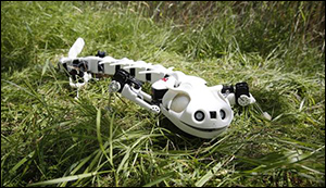 New robot mimics salamander movement