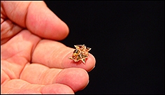 Origami Robot Folds Itself Up, Does Cool Stuff, Dissolves Into Nothing