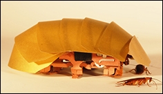 Cockroach inspires robot that squeezes through cracks