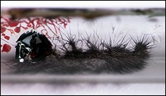 A flexible semiconductor for electronics, solar technology and photo catalysis