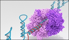 Complex Biological Computer Commands Living Cells