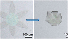 A way to cause graphene to self-fold into 3-D shapes