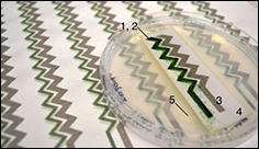 Digitally printed cyanobacteria can power small electronic devices