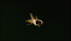 A tailless aerial robotic flapper reveals that flies use torque coupling in rapid banked turns