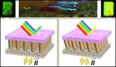 Fish-Inspired Material Changes Color Using Nanocolumns