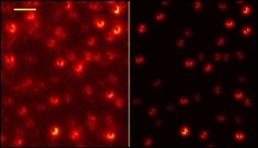 Grafenová vrstva posunuje možnosti superrozlišovací mikroskopie na novou úroveň