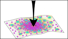 New bioinspired material can 'shapeshift' to external forces