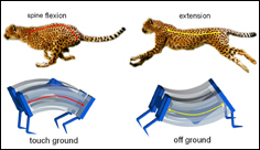 Researchers Build Fastest Soft Robots Yet