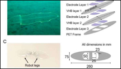 Transparent artificial muscle to enable camouflaging in soft robots