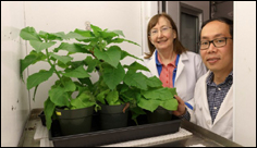 E. coli bacteria offer path to improving photosynthesis