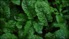 Chemistry experiments show potential of spinach to power fuel cells