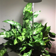 Obr. 1. Aglaonema commutatum ´Maria´(aglaonema proměnlivá)