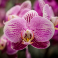 Obr. 2. Phalaenopsis (orchidea můrovec, falenopsis)