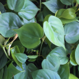 Obr. 5. Philodendron scandens (filodendron)