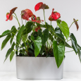 Obr. 6. Anthurium andraeanum (anturie, toulitka)